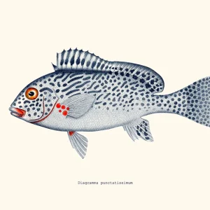 Tropische vis poster gestippelde sweetlips Diagramma punctatissimum vintage natuurillustratie