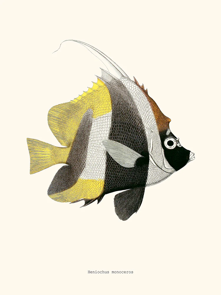 Tropische vis poster – Heniochus monoceros vintage natuurillustratie