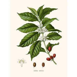 Vintage botanische illustratie Coffea Arabica koffieplant