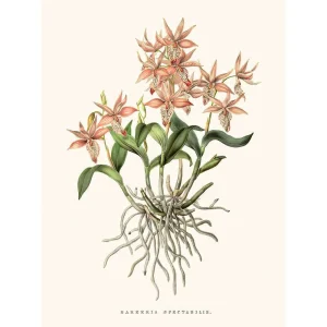 Vintage botanische illustratie Barkeria Spectabilis orchidee